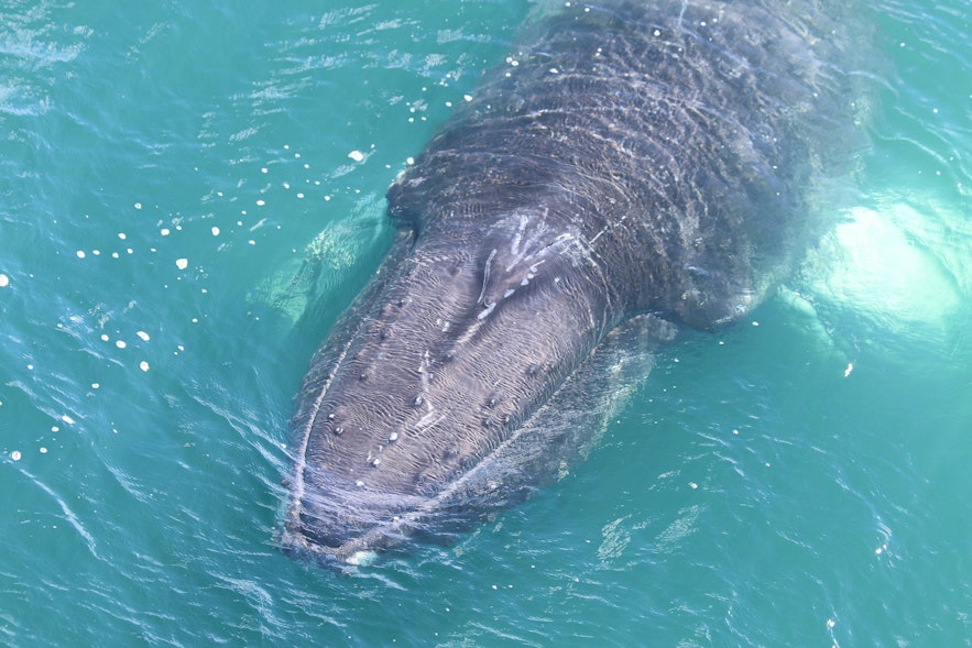 가까이에서 본 혹등고래의 모습