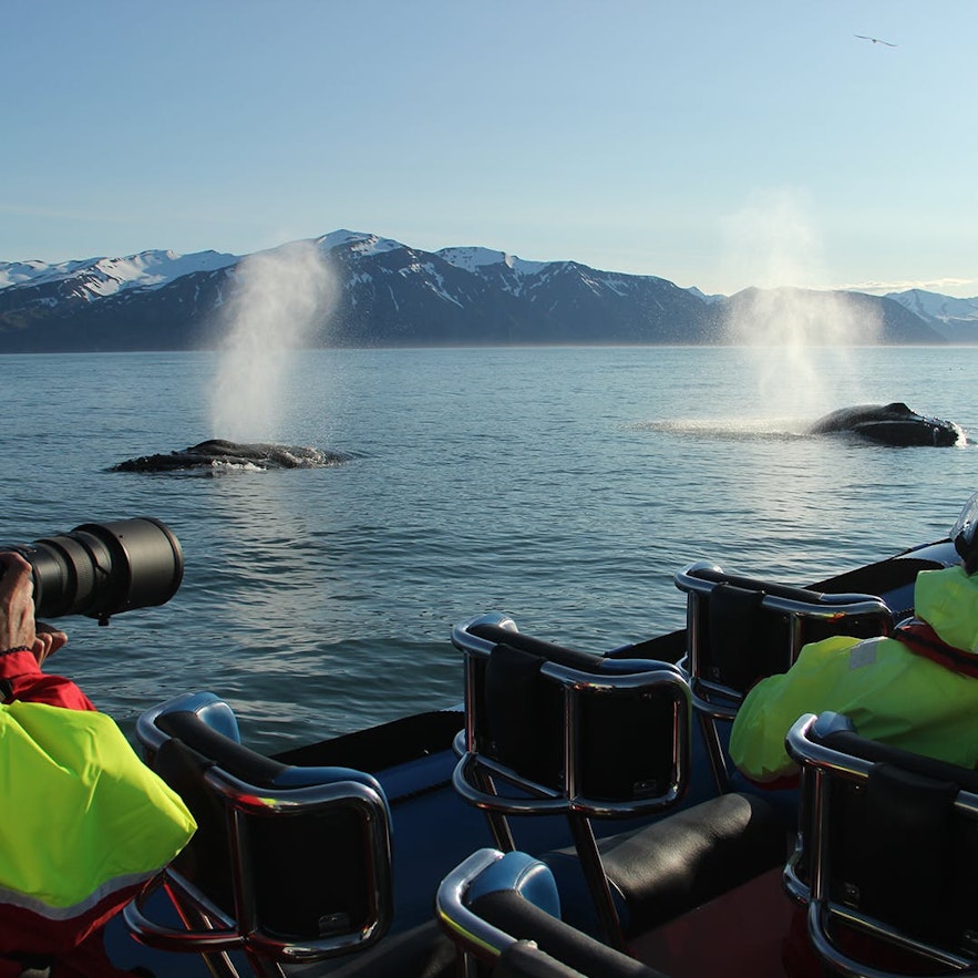 Vandsøjlen fra de store hvalers åndehul kan ses på lang afstand på en klar dag