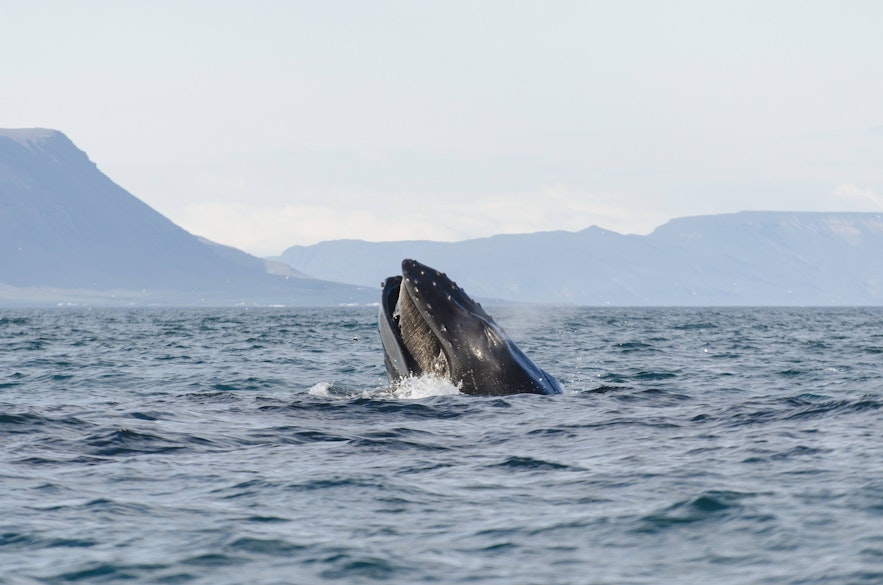 Een bultrug die verticaal boven het water uitsteekt en zijn baleinen laat zien