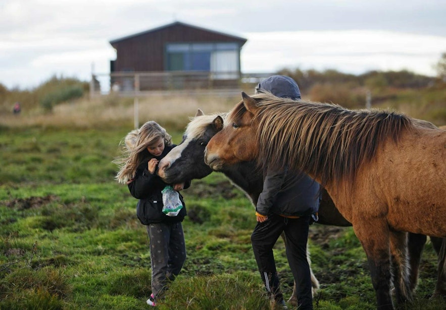 Horse riding is one of the magical things to experience in Iceland
