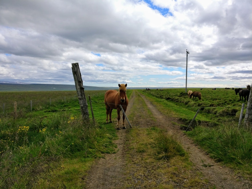 道端の馬