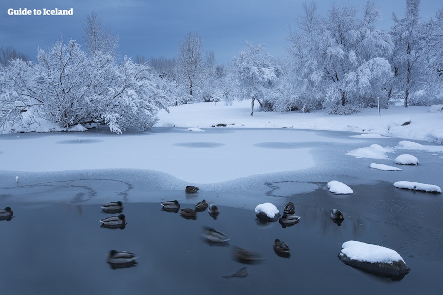 Der Teich im Park Laugardalur im Winter