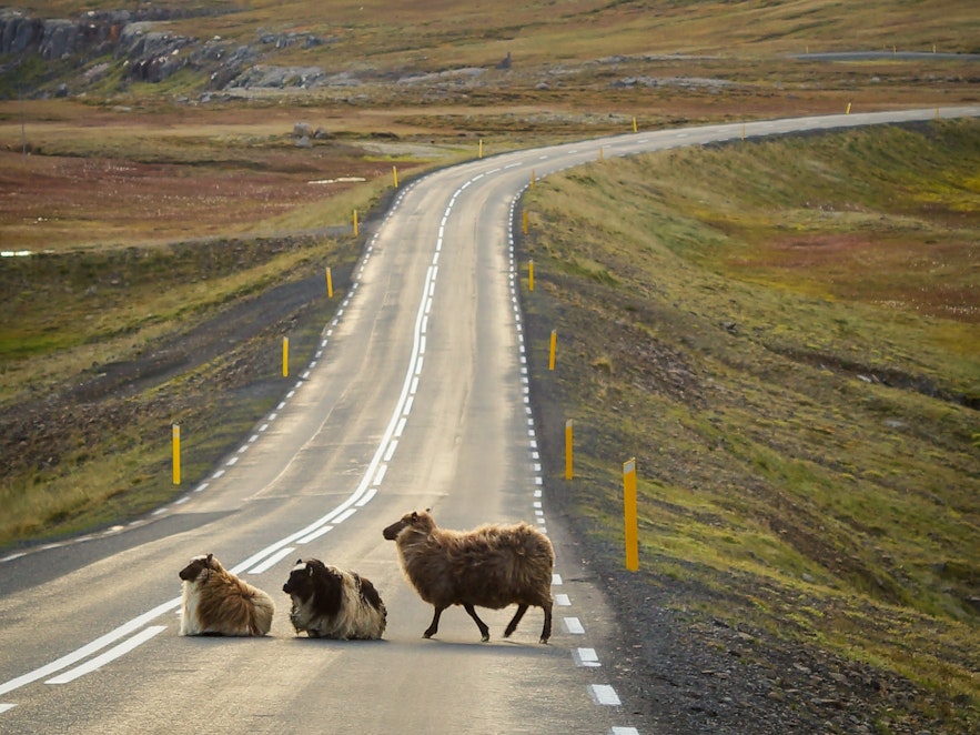 You'll see sheep all around Iceland in summer, so watch out for the road!