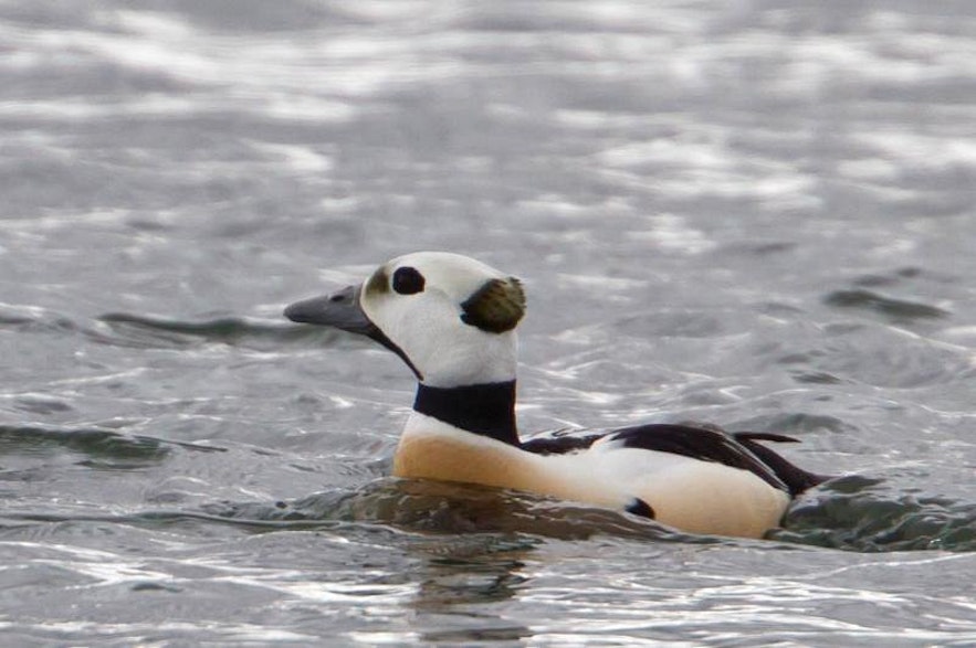 An Eider Duck, one of Iceland's duck species