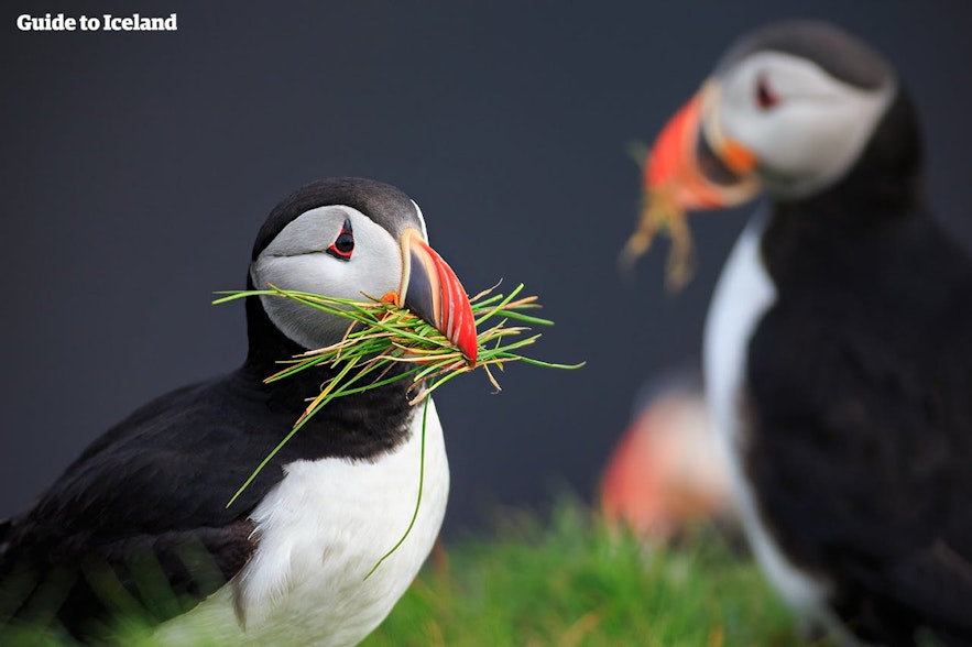 Puffins can often be seen decorating their nests, even if their chick has fledged and left