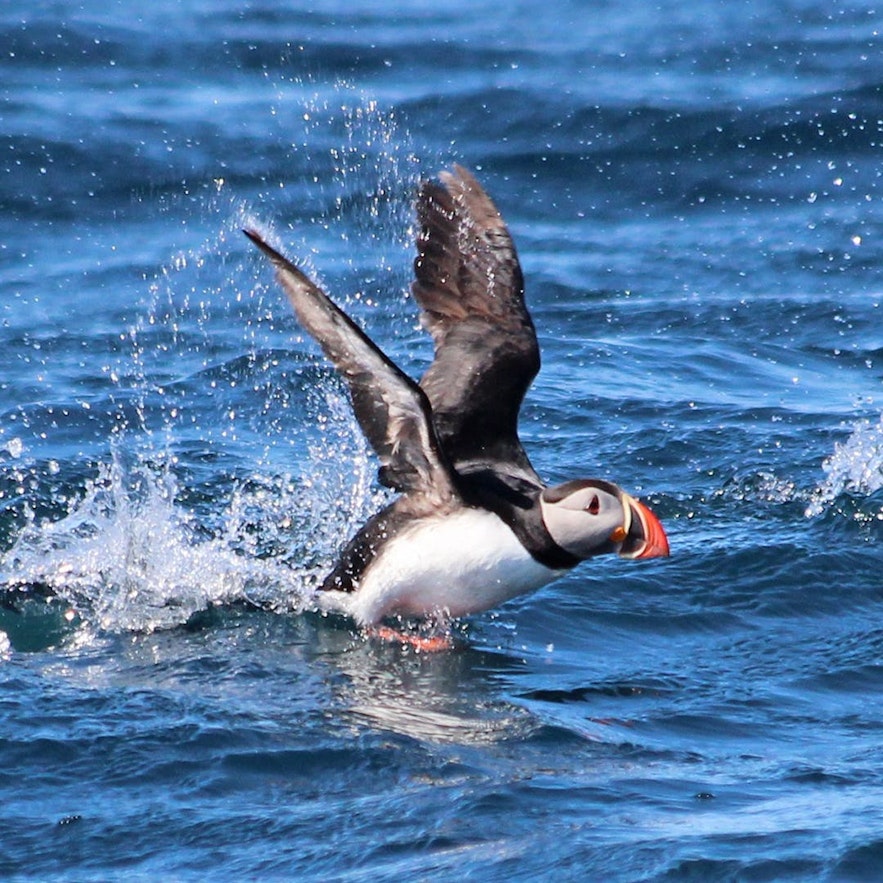 A puffin taking off in flight