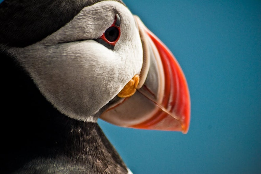 A close up of a puffin