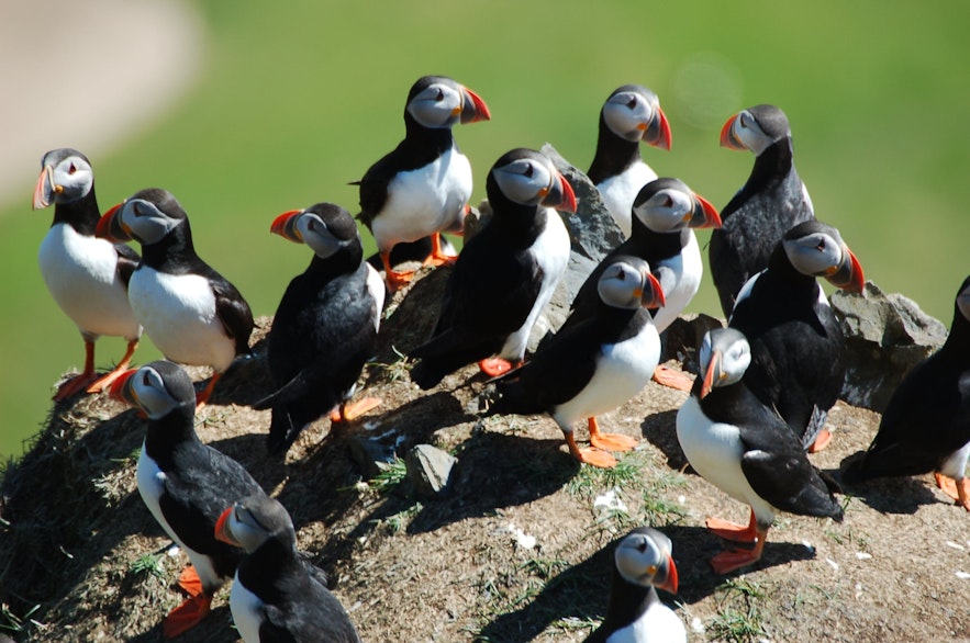 Puffins are very sociable when nesting