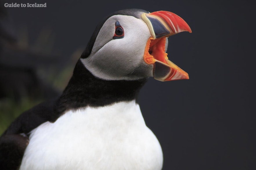 Puffins are quite quiet, but make the sound of a very quite chainsaw when nesting and flying