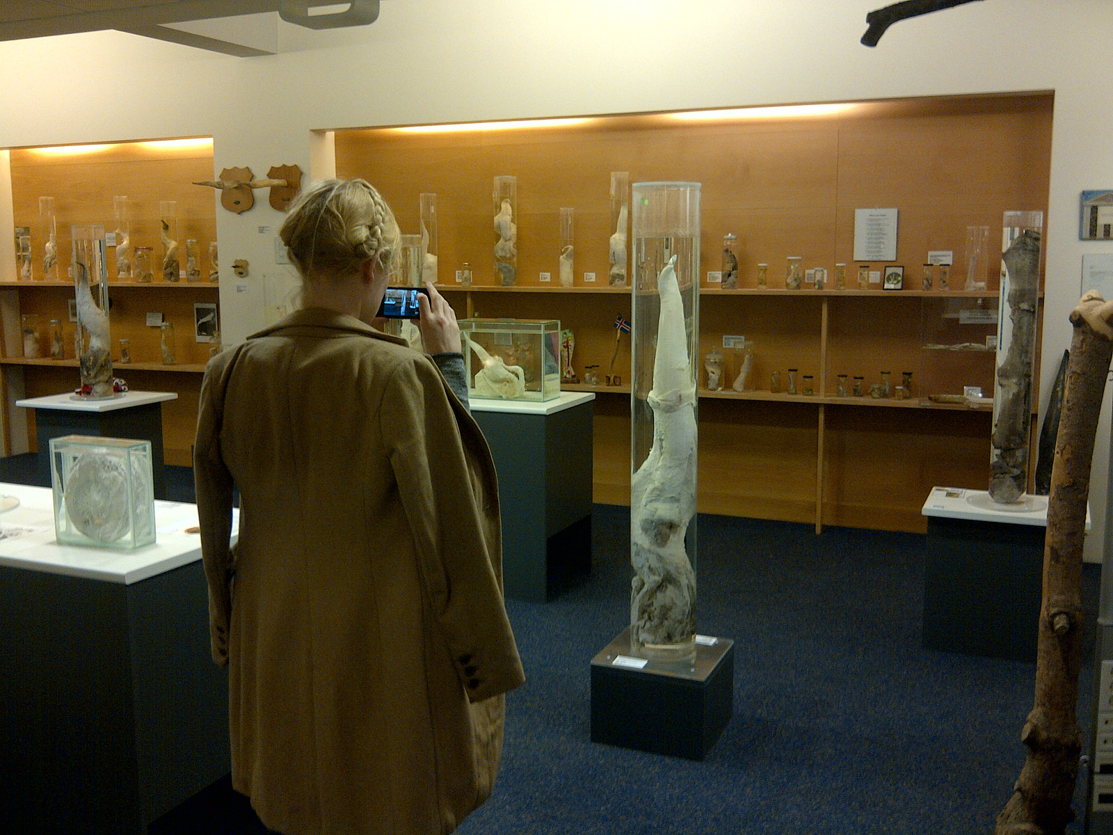 The Icelandic Phallological Museum