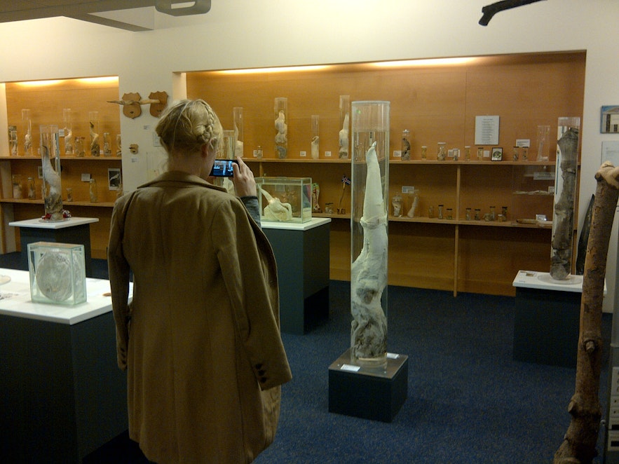 The Icelandic Phallological Museum is one of Iceland's most unique and interesting cultural exhibits.