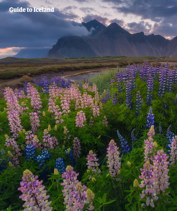 Whatever the season, whatever the surroundings, Vestrahorn will always be Iceland's most dramatic mountain.