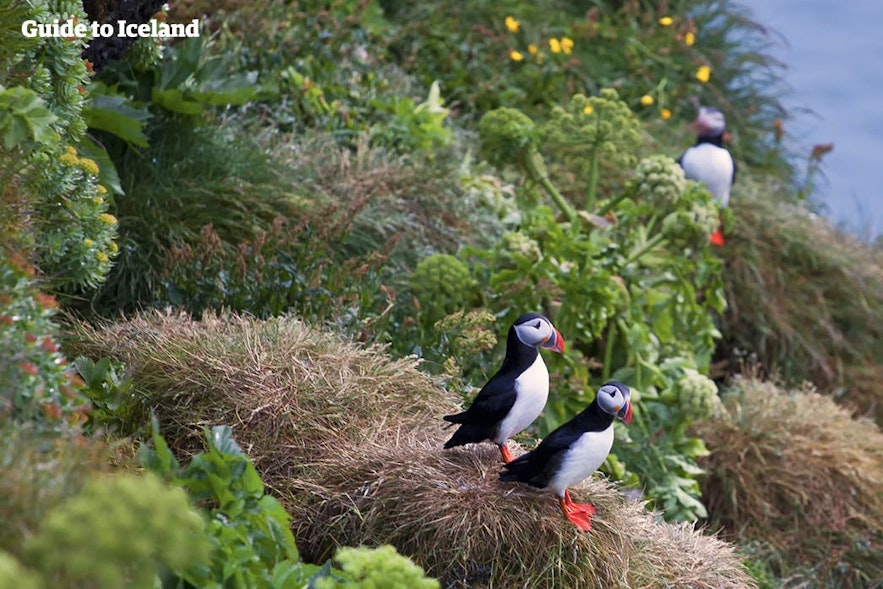 Puffins nest in lifelong pairs.