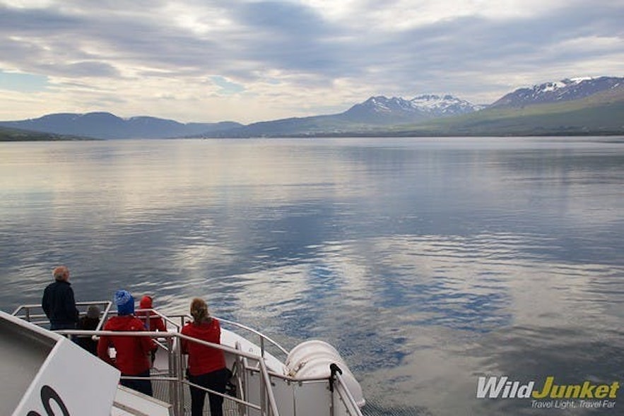 best whale watching spots iceland