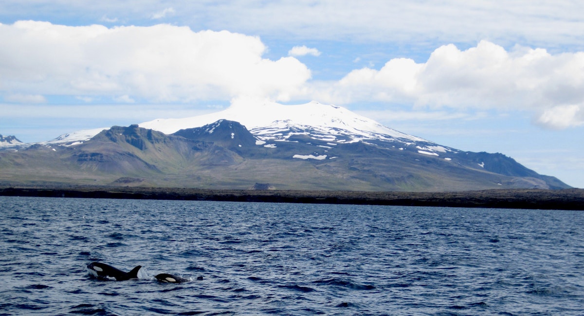 Best Whale Watching Spots in Iceland | Guide to Iceland