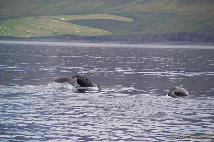 whale watching iceland westfjords