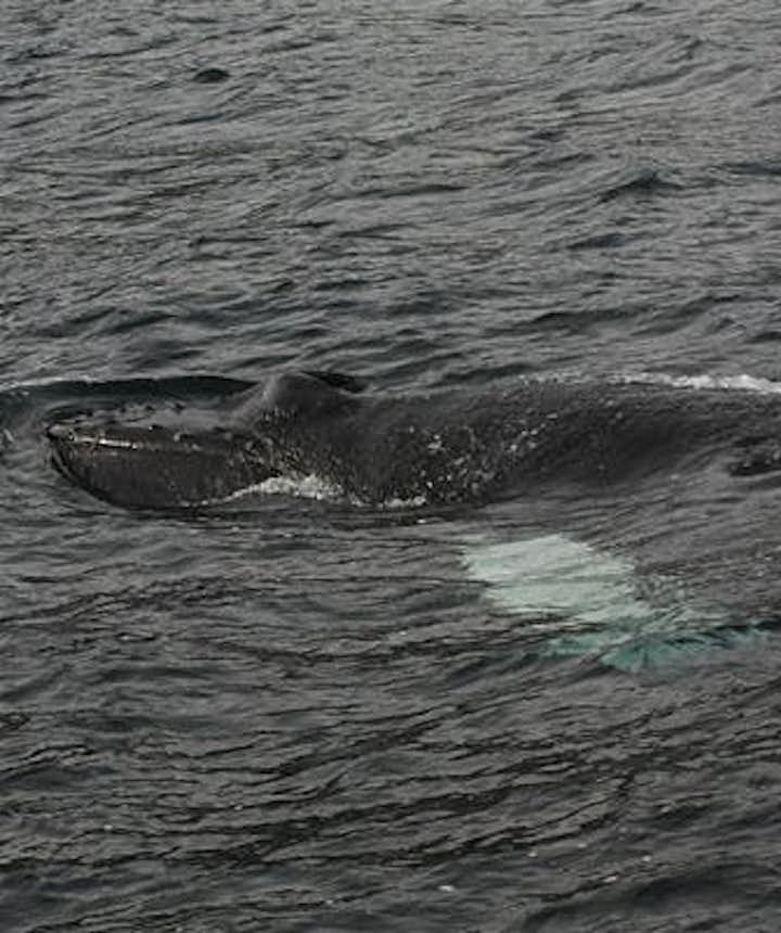 whale watching tours iceland