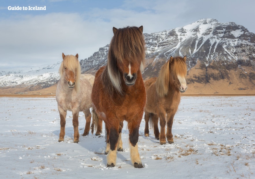がっしりとした体格のアイスランドの馬