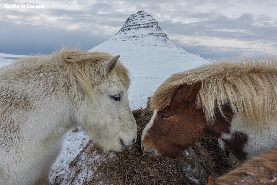 Konie na Islandii, Półwysep Snaefellsnes