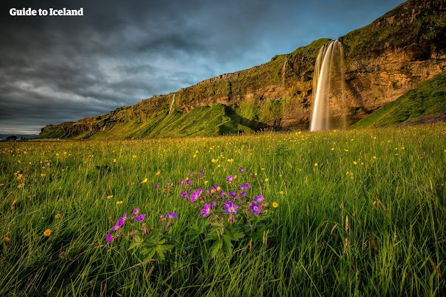Seljalandsfoss in summer, across the green grasses of the South