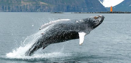 Humpback whales are known to roam the waters of the Eyjafjordur fjord in North Iceland.