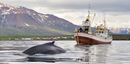 Whale watching in Hauganes is a fun activity to do in Iceland.
