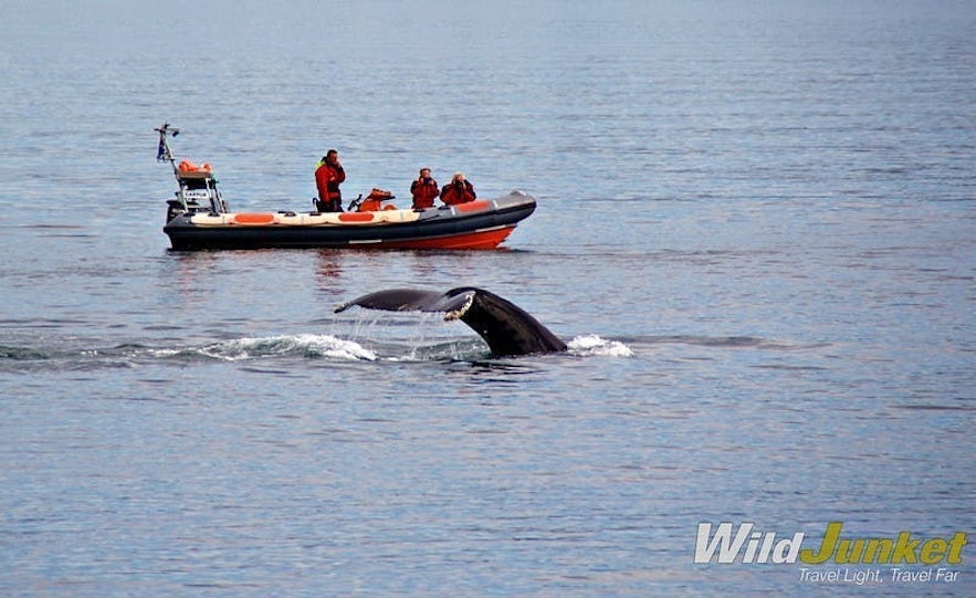 iceland family travel whale watching