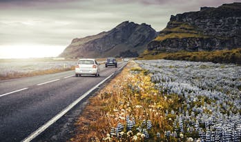 A car drives along the Ring Road of Iceland, along a field of lupins.