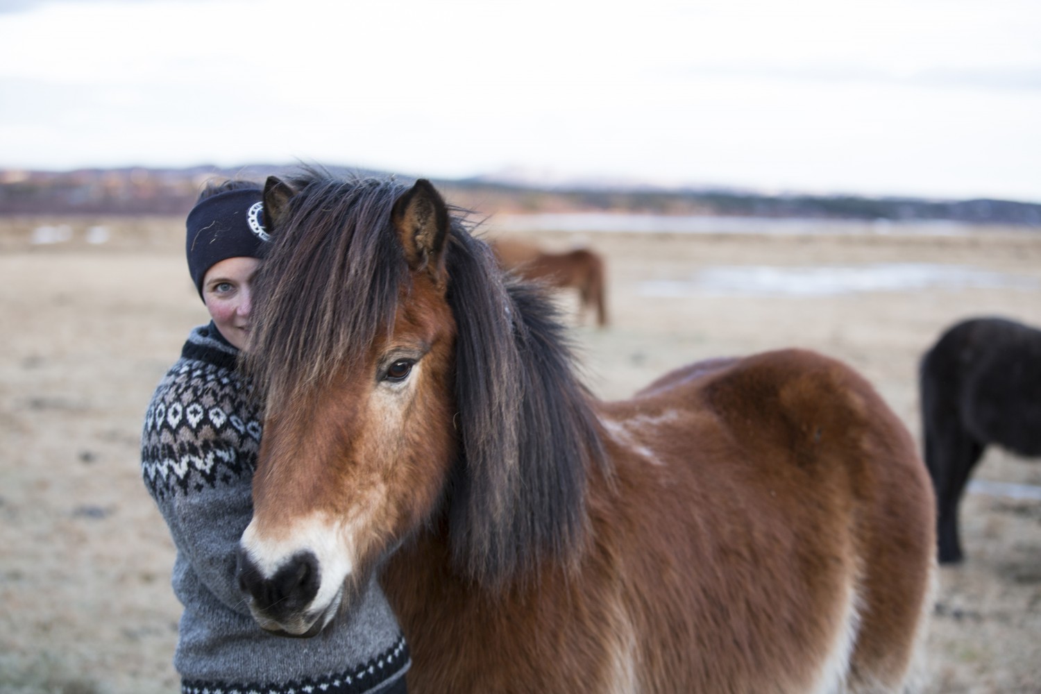 他の馬の種類とは違い、アイスランドホースは体高が小さい