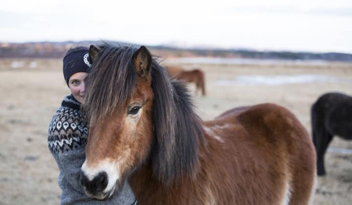 他の馬の種類とは違い、アイスランドホースは体高が小さい