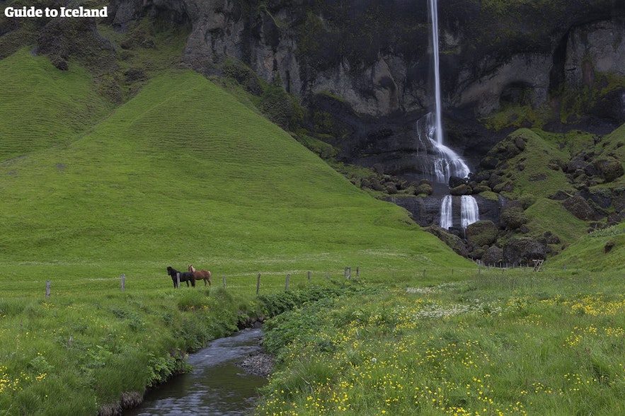 緑が美しい夏のアイスランド