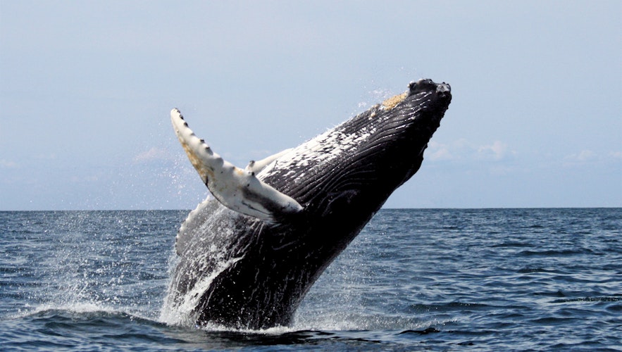 A Humpback whale jumping majestically out of the water