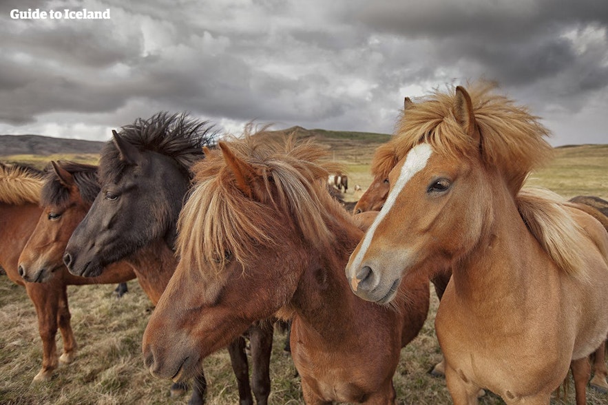 De prachtige IJslandse paarden komen in veel verschillende kleuren voor