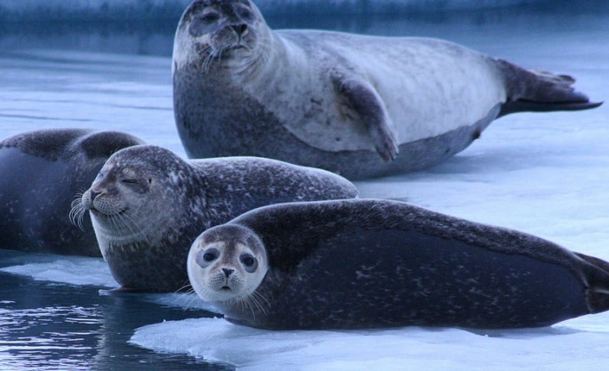 Seals lounging in comfort on the ice