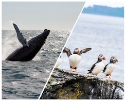 Combination 4-Hour Puffin & Whale-Watching Tour from Reykjavik