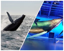 Extraordinary Whale Watching Tour and Whales of Iceland Exhibition from Reykjavik