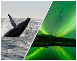 Połączenie 6-godzinnej wycieczki łodzią z obserwacją wielorybów i polowania na zorzę polarną z odbiorem w Reykjaviku