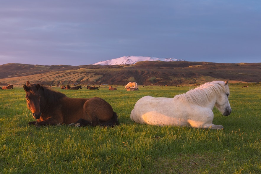 冰島馬