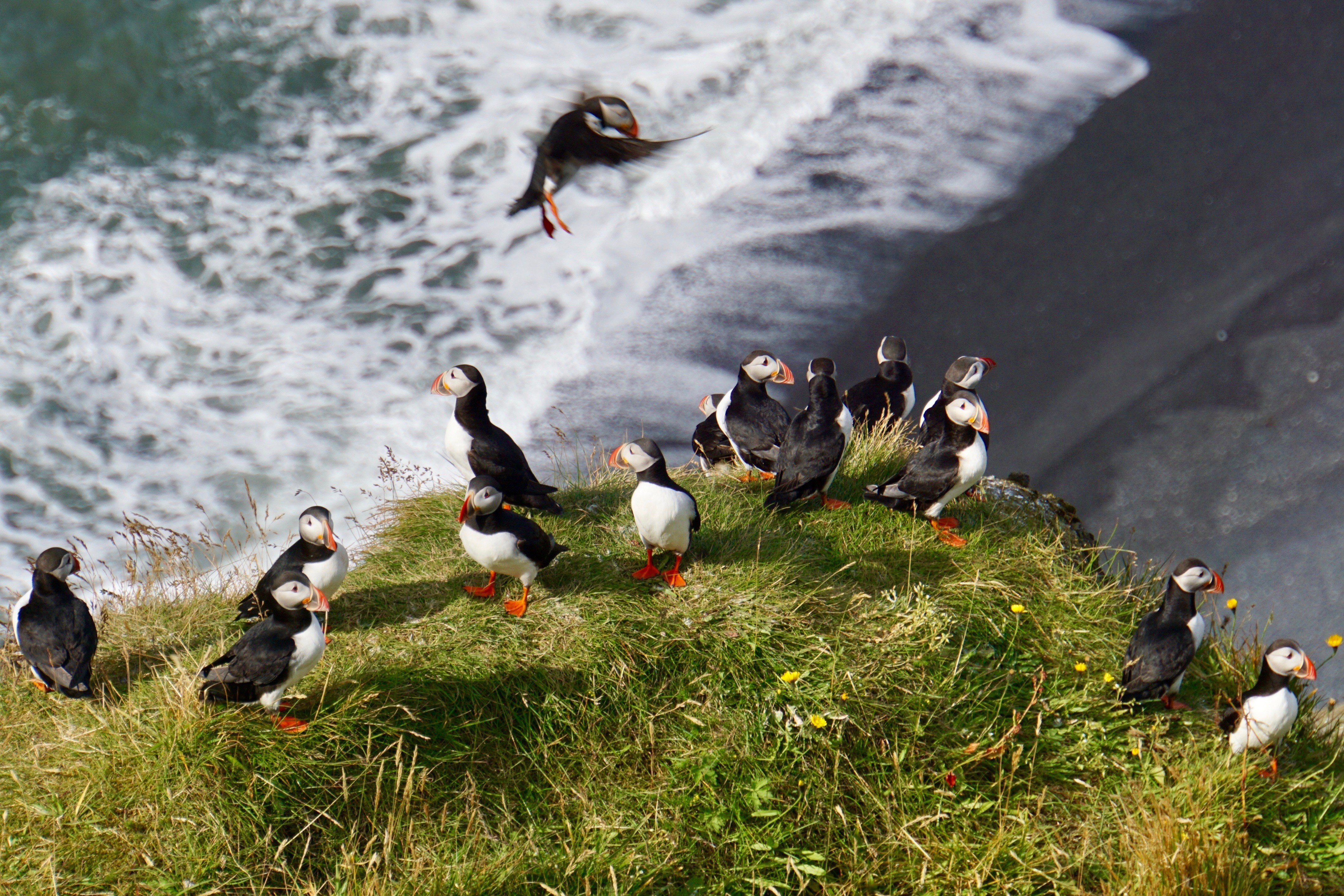 You can ask your personal driver on a custom super jeep tour where the best place is to spot puffins in the summer.