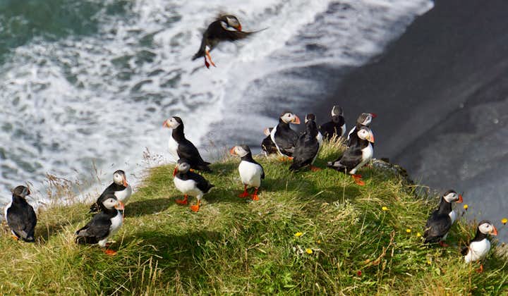 You can ask your personal driver on a custom super jeep tour where the best place is to spot puffins in the summer.