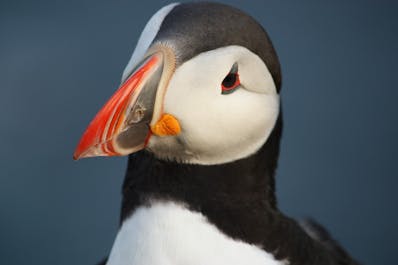 Puffin at Latrabjarg cliffs, West Fjords