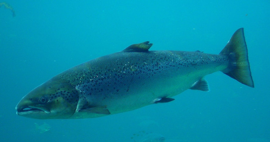An Atlantic Salmon