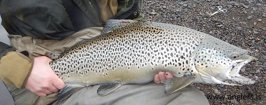 A classic Brown Trout