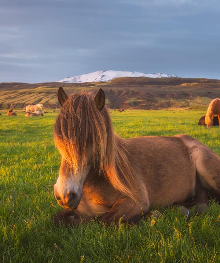 Many guests here will pull by the roadside safely to meet the Icelandic horses.