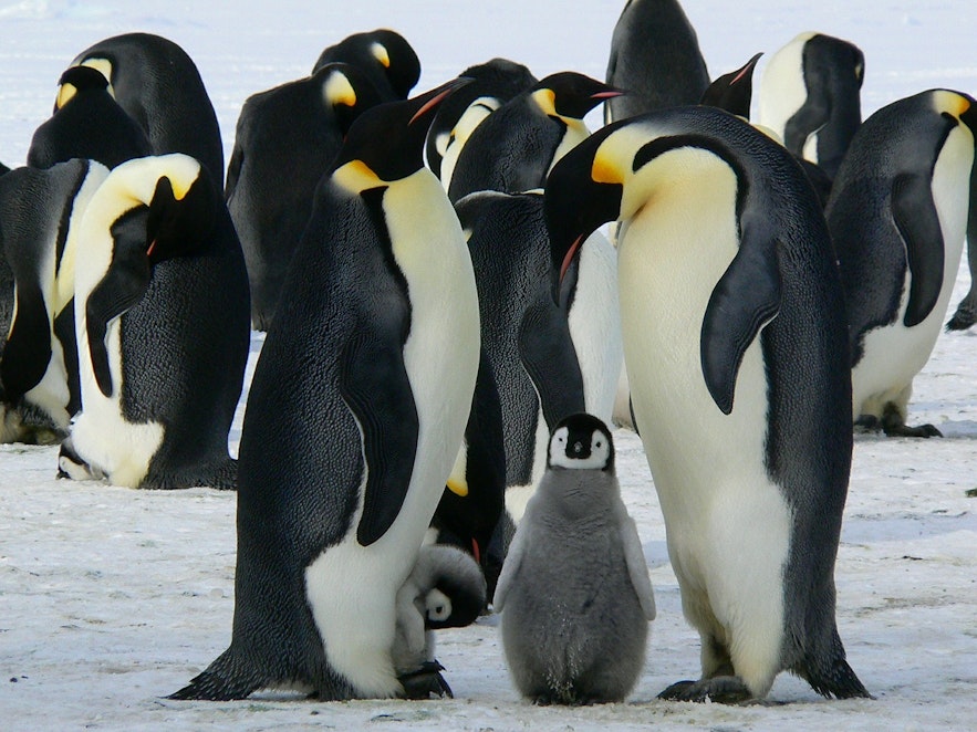地球の反対側にいるペンギン