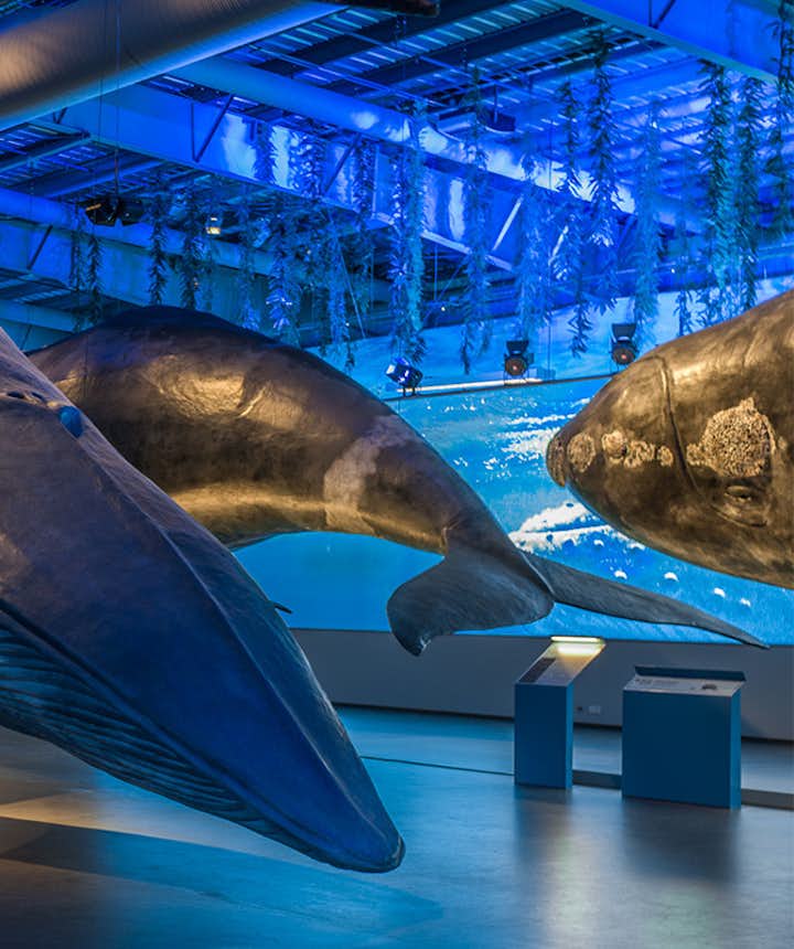 雷克雅維克鯨魚博物館