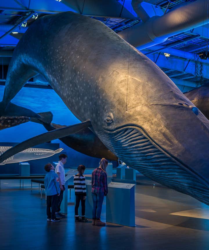 雷克雅維克鯨魚博物館
