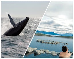 This guided tour in Iceland combines whale watching and geothermal bathing.