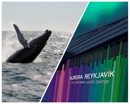 This tour in Iceland combines whale watching with a visit to the Aurora Reykjavik Exhibition.