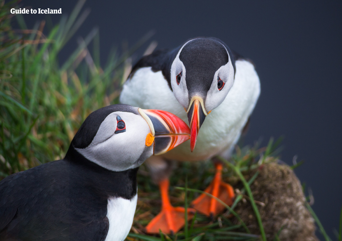 Puffins are only one of the many bird species that call Melrakkaey home.